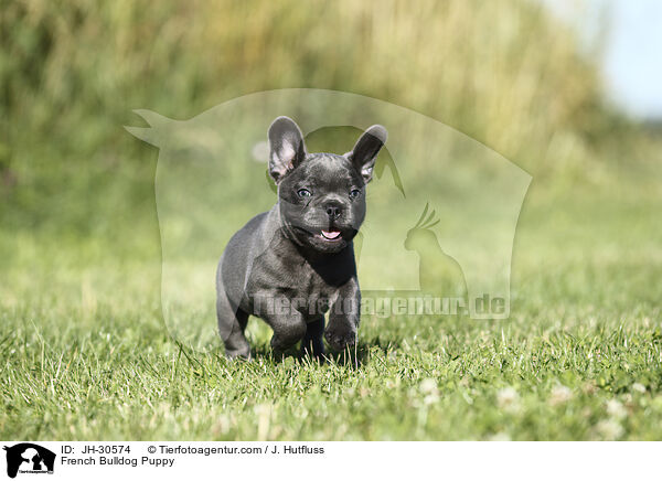 French Bulldog Puppy / JH-30574