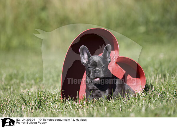Franzsische Bulldogge Welpe / French Bulldog Puppy / JH-30594