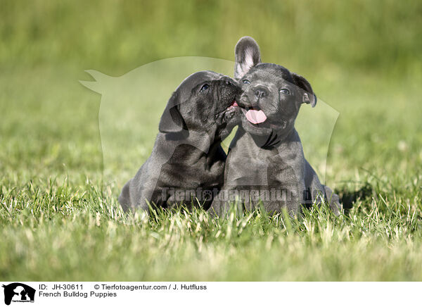 Franzsische Bulldogge Welpen / French Bulldog Puppies / JH-30611