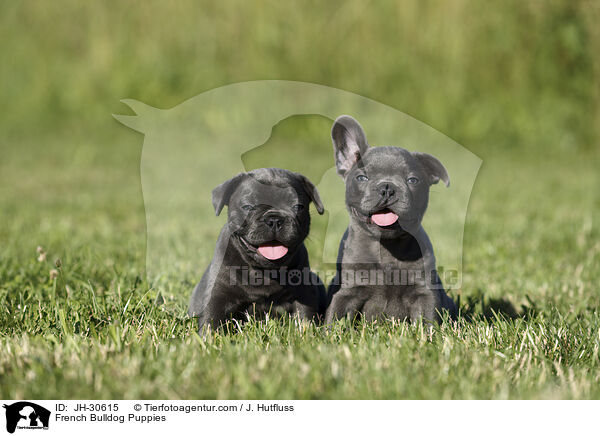 French Bulldog Puppies / JH-30615