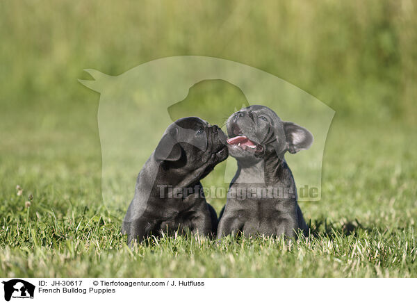 Franzsische Bulldogge Welpen / French Bulldog Puppies / JH-30617
