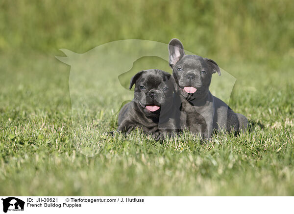 French Bulldog Puppies / JH-30621