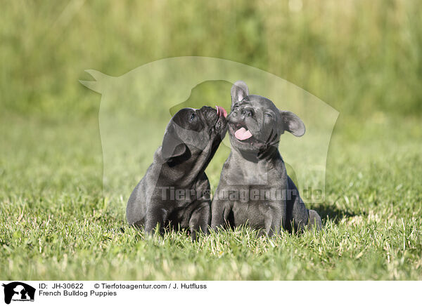 Franzsische Bulldogge Welpen / French Bulldog Puppies / JH-30622