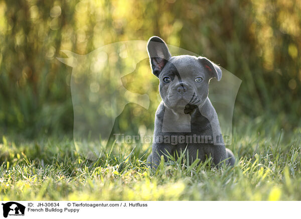 Franzsische Bulldogge Welpe / French Bulldog Puppy / JH-30634
