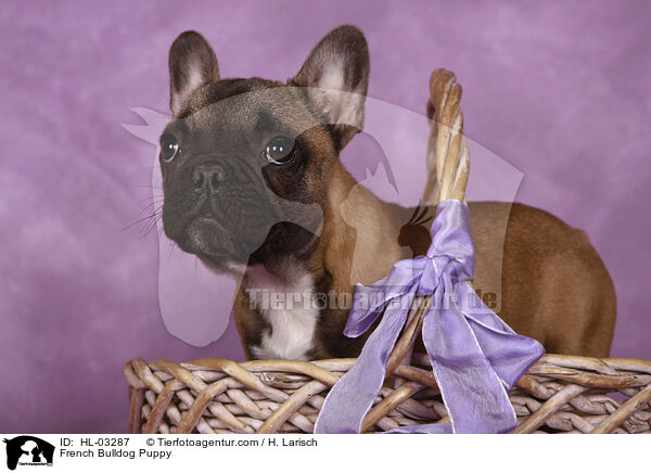 Franzsische Bulldogge Welpe / French Bulldog Puppy / HL-03287