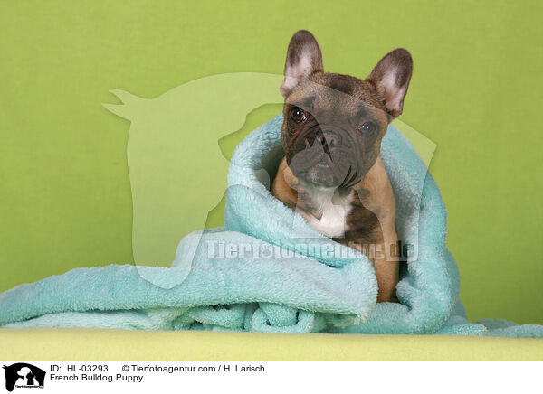 Franzsische Bulldogge Welpe / French Bulldog Puppy / HL-03293