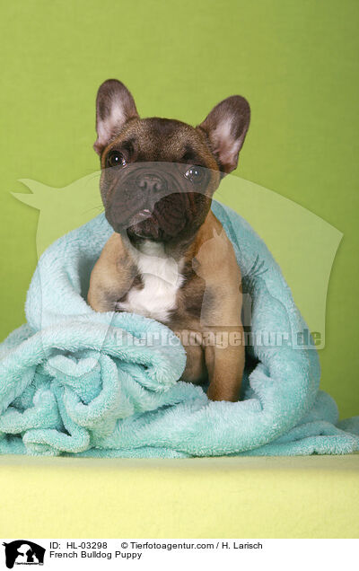 Franzsische Bulldogge Welpe / French Bulldog Puppy / HL-03298