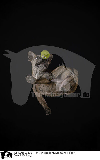 Franzsische Bulldogge / French Bulldog / MAH-03632