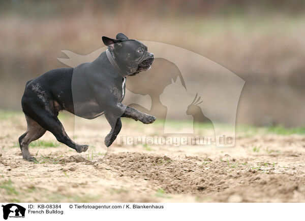 Franzsische Bulldogge / French Bulldog / KB-08384