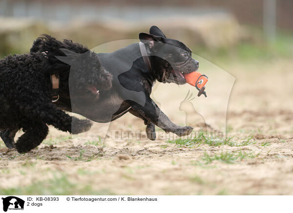 2 Hunde / 2 dogs / KB-08393