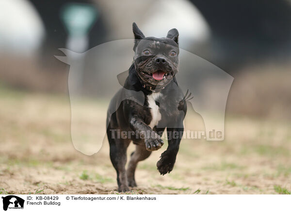 French Bulldog / KB-08429