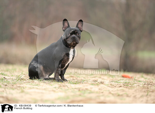 Franzsische Bulldogge / French Bulldog / KB-08439