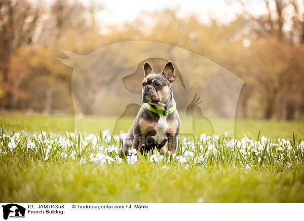 Franzsische Bulldogge / French Bulldog / JAM-04358