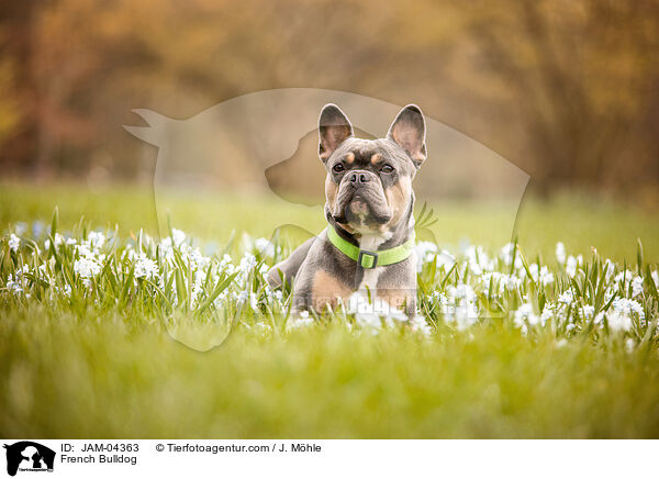 Franzsische Bulldogge / French Bulldog / JAM-04363