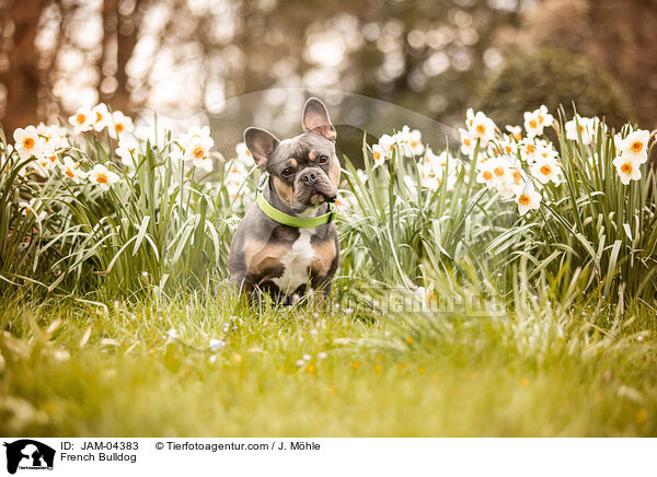 Franzsische Bulldogge / French Bulldog / JAM-04383