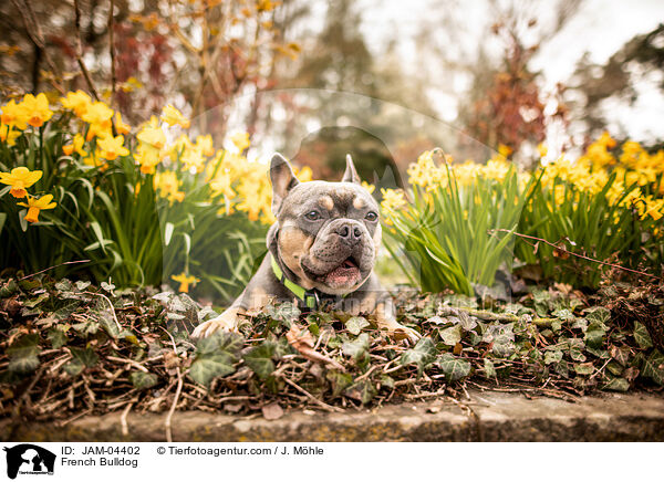 Franzsische Bulldogge / French Bulldog / JAM-04402