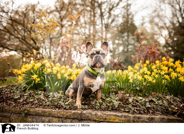 Franzsische Bulldogge / French Bulldog / JAM-04414