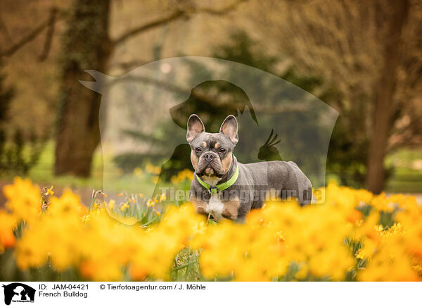 Franzsische Bulldogge / French Bulldog / JAM-04421