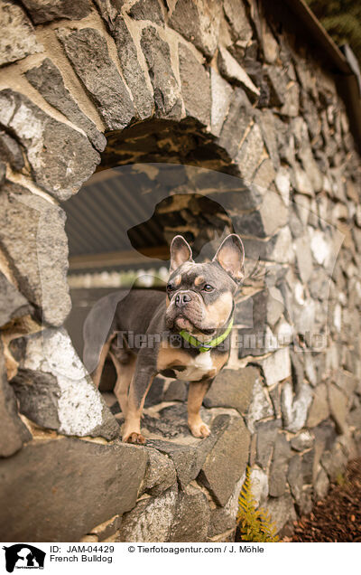 French Bulldog / JAM-04429