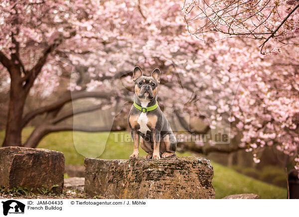 Franzsische Bulldogge / French Bulldog / JAM-04435