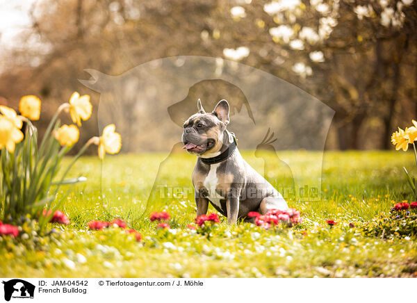 Franzsische Bulldogge / French Bulldog / JAM-04542