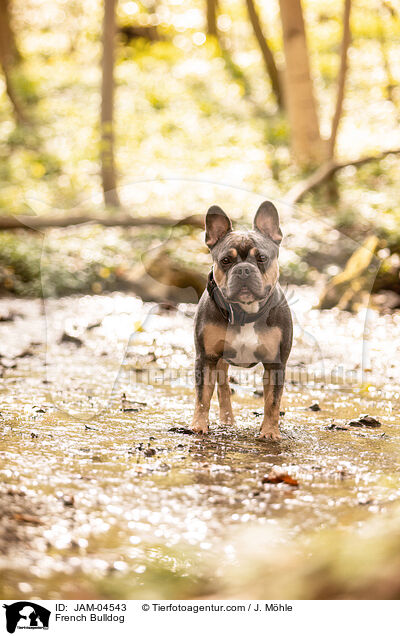 Franzsische Bulldogge / French Bulldog / JAM-04543