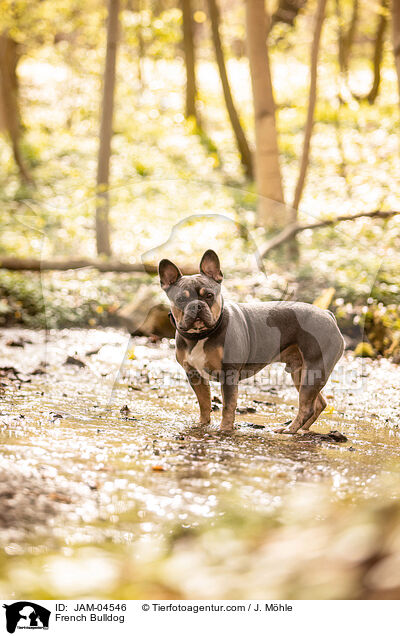 Franzsische Bulldogge / French Bulldog / JAM-04546