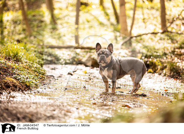 Franzsische Bulldogge / French Bulldog / JAM-04547