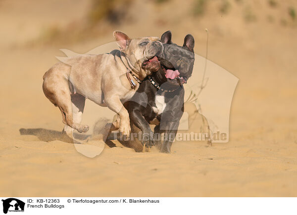 Franzsische Bulldoggen / French Bulldogs / KB-12363
