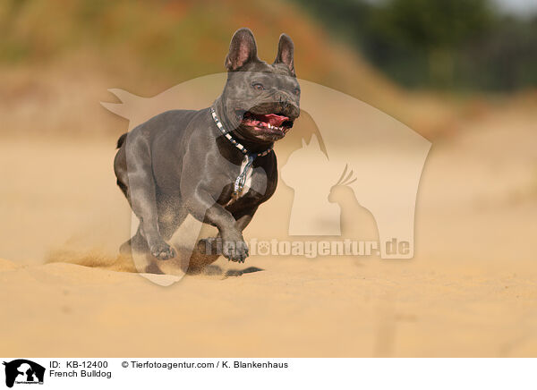 Franzsische Bulldogge / French Bulldog / KB-12400