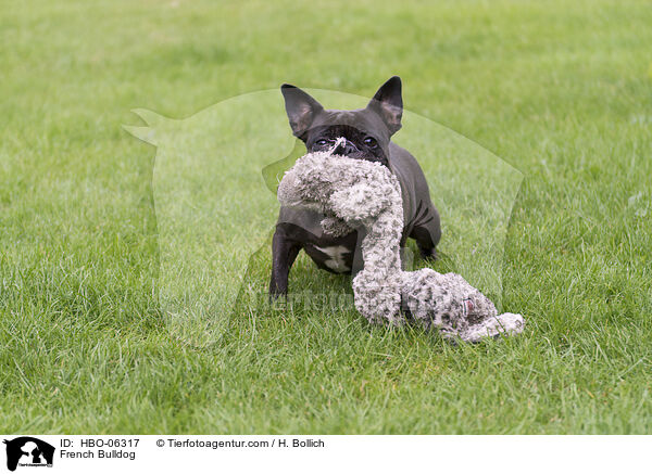 Franzsische Bulldogge / French Bulldog / HBO-06317