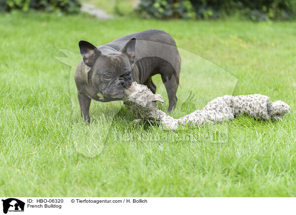 Franzsische Bulldogge / French Bulldog / HBO-06320