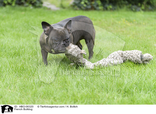 French Bulldog / HBO-06320