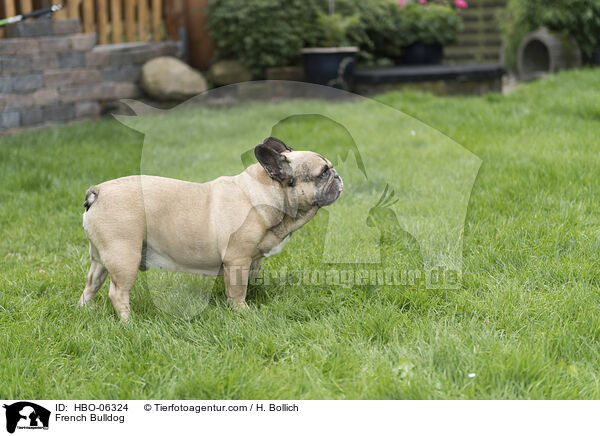Franzsische Bulldogge / French Bulldog / HBO-06324