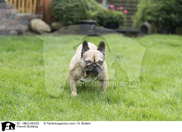 Franzsische Bulldogge / French Bulldog / HBO-06325