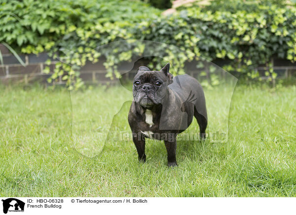 Franzsische Bulldogge / French Bulldog / HBO-06328