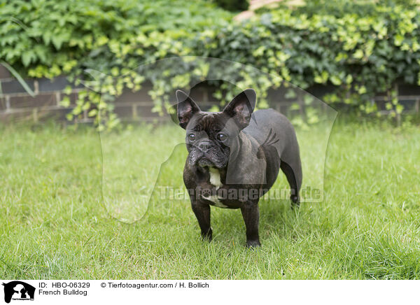 Franzsische Bulldogge / French Bulldog / HBO-06329