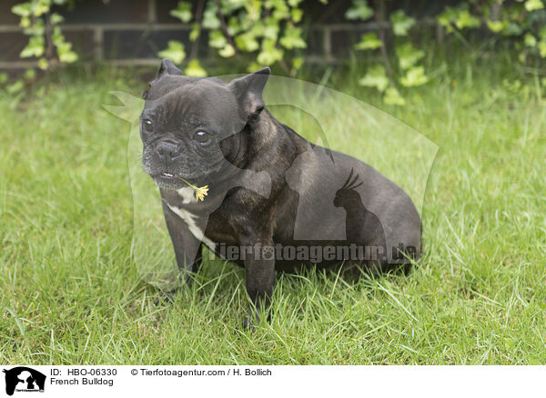 Franzsische Bulldogge / French Bulldog / HBO-06330