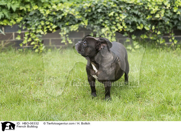 Franzsische Bulldogge / French Bulldog / HBO-06332