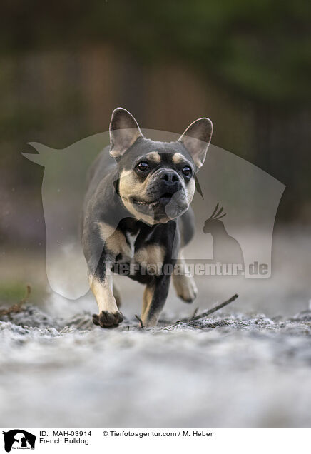 Franzsische Bulldogge / French Bulldog / MAH-03914