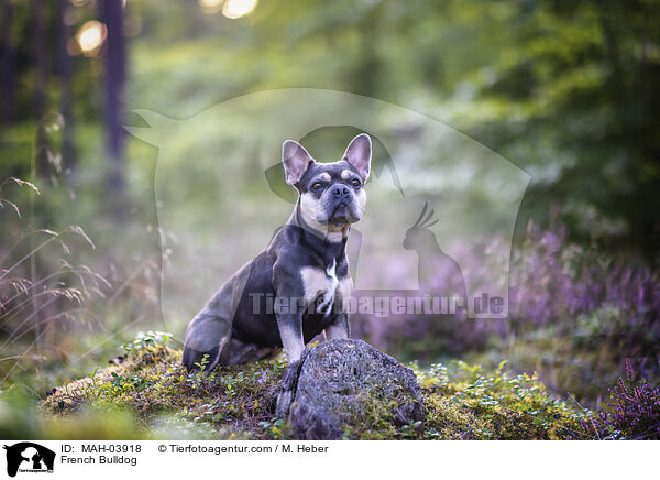 Franzsische Bulldogge / French Bulldog / MAH-03918