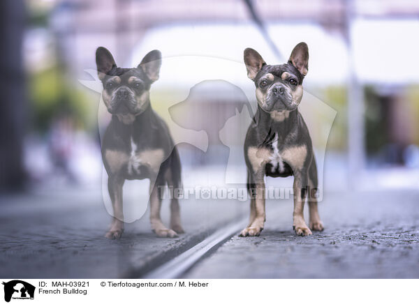 Franzsische Bulldogge / French Bulldog / MAH-03921