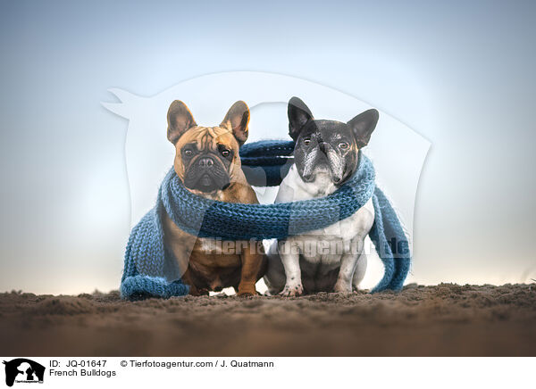 Franzsische Bulldoggen / French Bulldogs / JQ-01647