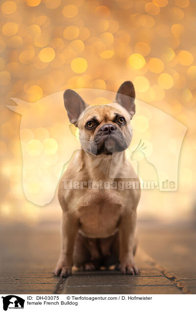 Franzsische Bulldogge Hndin / female French Bulldog / DH-03075