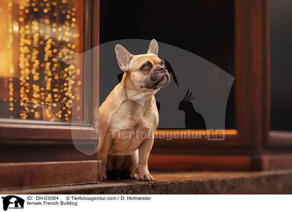 female French Bulldog / DH-03084