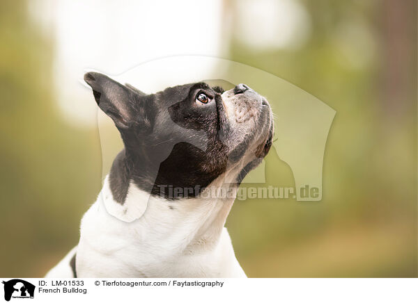 French Bulldog / French Bulldog / LM-01533