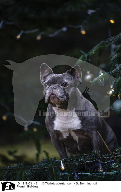 Franzsische Bulldogge / French Bulldog / SIB-03149