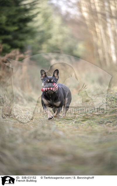 Franzsische Bulldogge / French Bulldog / SIB-03152