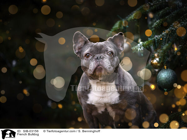 Franzsische Bulldogge / French Bulldog / SIB-03156