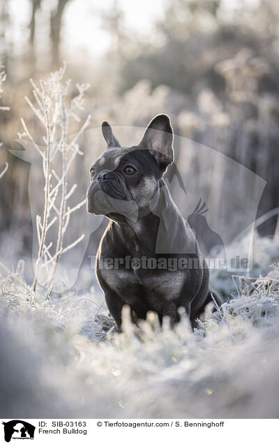 Franzsische Bulldogge / French Bulldog / SIB-03163